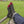 Men's Lifestyle Sock - Charcoal
