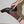 Academy Sock - Mocha